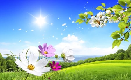 Beautiful spring - blue, beautiful, splendor, spring, love, flower, season, green, sun, sky