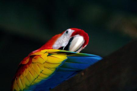 Wing - animal, bird, macaw, wing spread