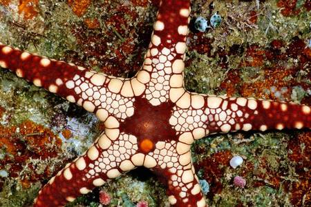 Sea Star - starfish, ocean floor, solomon islands