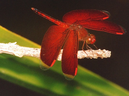 Dragon Fly - red dragonfly, solomon islands, leaf