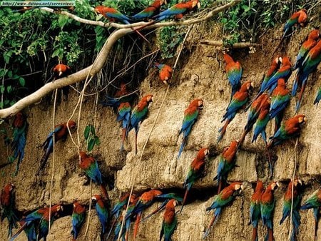 Birds of a Feather - many, parrots, birds, cliff