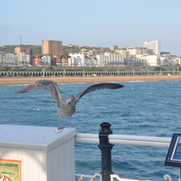 BiRD iN BriGHToN