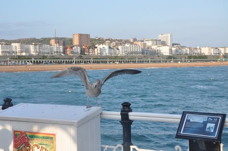 BiRD iN BriGHToN - bird, cool, sexy, seaside, paradise