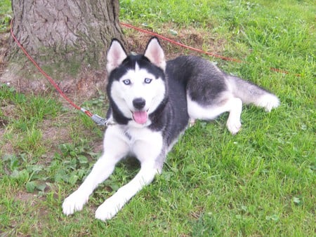 Husky goes to the country side - white husky, black