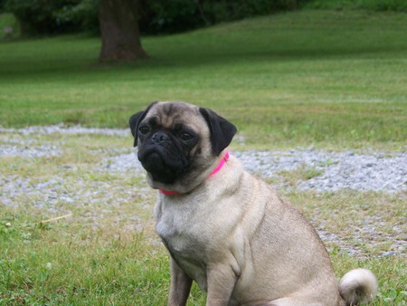 Candy - dog, little pug