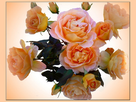 Orange roses - flowers, roses