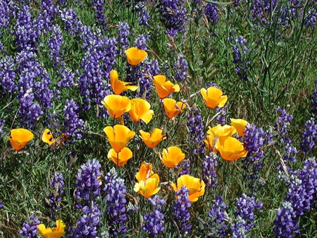 Wildflowers - nature, flowers