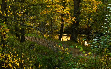 Golden stream - nature, forests