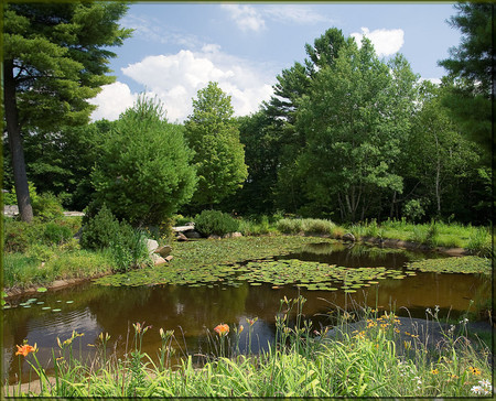 Pond - nature, forests