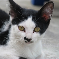 Sweet Kitty
