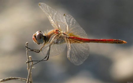 Insect - insect, nature, libelle, animals