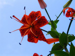 Tiger lily