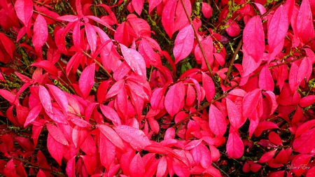 Red For Fall - autumn, fall, red, leaves, widescreen, washington, foliage