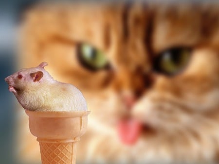 Delicious - cone, mouse, delicious, cat