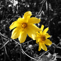 Yellow flowers