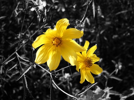 Yellow flowers - flowers, yellow