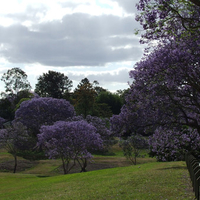 Purple trees