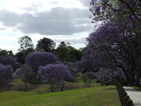 Purple trees - purple, trees