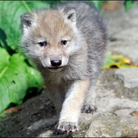 Wolf cub
