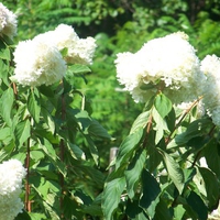 Granny's snowball tree