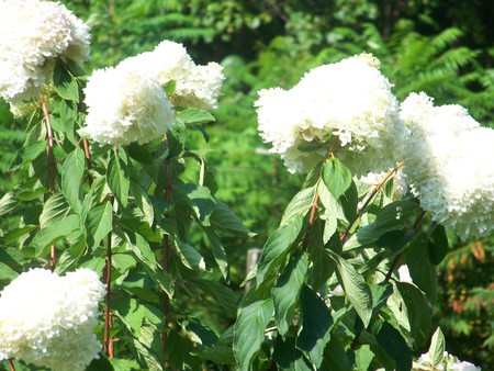 Granny's snowball tree - white flowers, tree