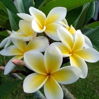 Frangipani Tree