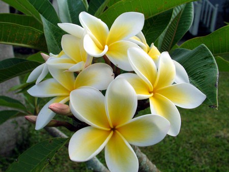 Frangipani Tree - white frangipani flowers, tree, tropical, papua new guinea, plumeria