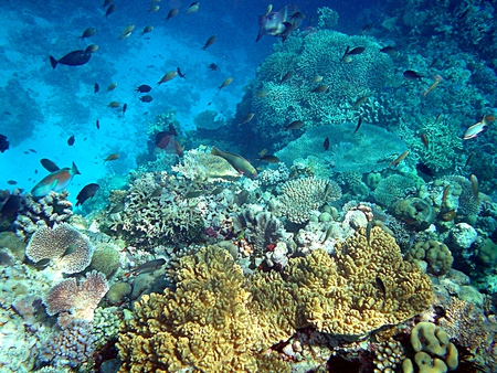 Coral Reef, Papua New Guinea - coral reef, ocean floor, papua new guinea, reef fish