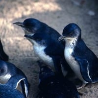 Fairy Penguins, Phillip Island