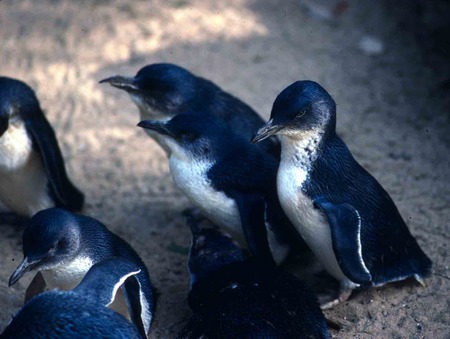 Fairy Penguins, Phillip Island - phillip island, fairy penguins, australia