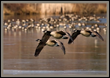 Geese in flight - in flight, lake, canada geese