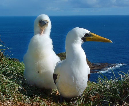 Masked Boobies, Norfolk Island - birds, masked boobies, grass, ocean, norfolk island