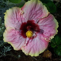 Hibiscus Flower, Norfolk Islands