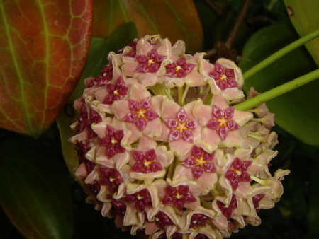 Rare Orchid - norfolk islands, orchid flowers