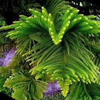 Norfolk Island Pine Tree