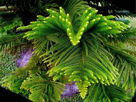 Norfolk Island Pine Tree - pine tree, closeup, norfolk island