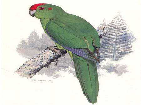 Pretty Parrot - art, branch, parrot, tree, bird