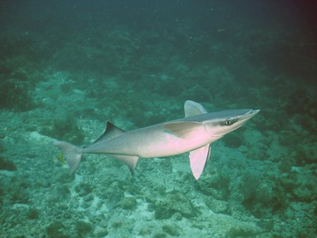 Ramora Fish - fish, ocean floor, coral reef