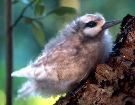 White Turn Chick - chick, norfolk island, white turn, tree, bird