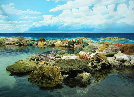 Coral Display - coral, coral reef, ocean