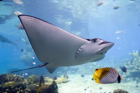 Great Barrier Reef - coral reef, stingray, ocean, australia, reef fish