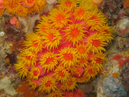 Hardy Reef Plant - ocean, coral reef plant