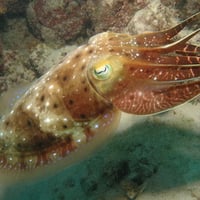 Cuttlefish, Great Barrier Reef