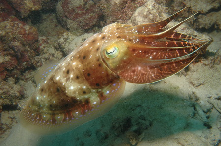 Cuttlefish, Great Barrier Reef - great barrier reef, closeup, cuttlefish, australia