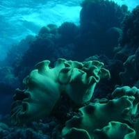 Corals under Reef