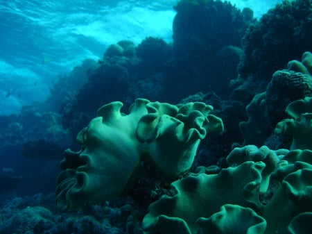 Corals under Reef - coral, ocean, reef, australia