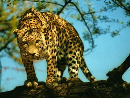 hunting jaguar