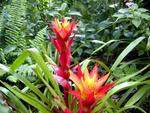 Tropical Garden Flowers