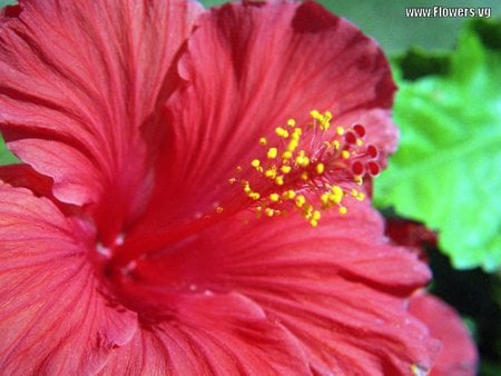 HIbiscus Flower - closeup, tropical, dark pink hibiscus flower