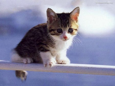 cat - nature, beautiful, cute, cat, other, animals